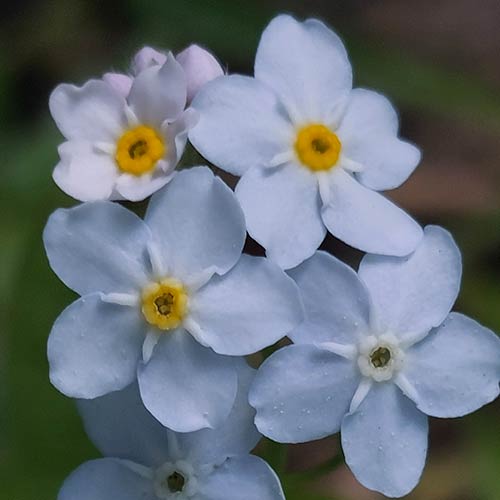 Vergissmeinnicht Blume